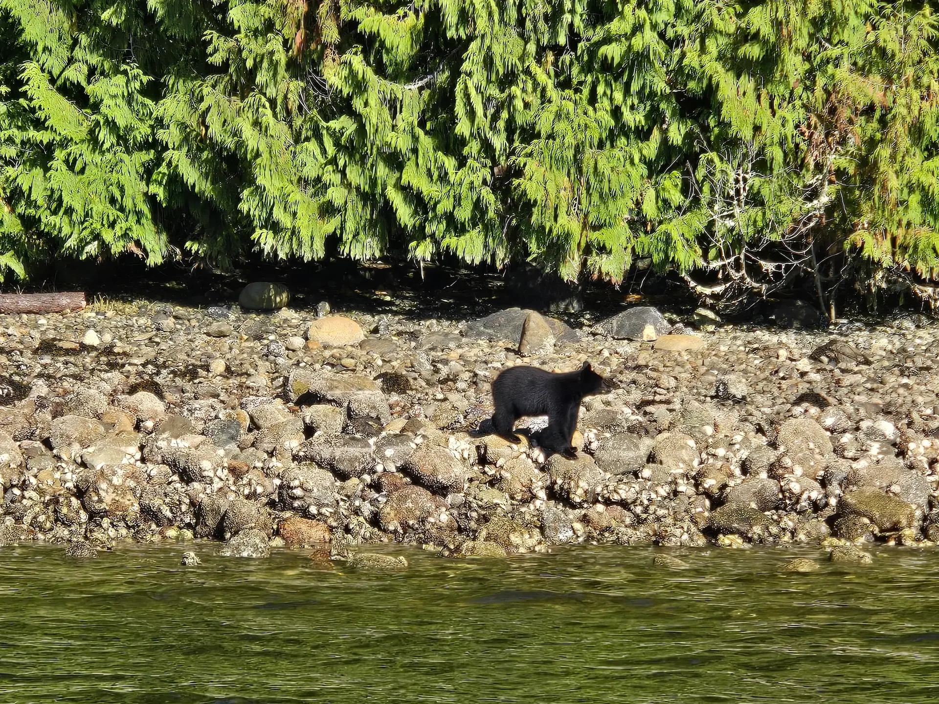 A black bear walking along a rocky, shell-covered shoreline beneath a cedar tree