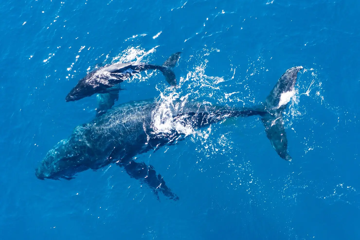 Minke Whales